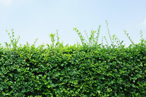 Products: Griselinia Littoralis 'Broadway Mint' 6L