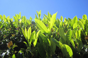 Products: Prunus Lusitanica 6L