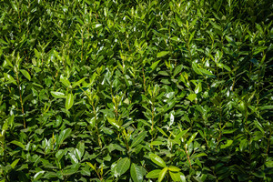 Prunus Lusitanica 2.5L
