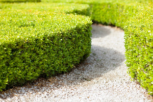 Products: Griselinia Littoralis 2.5L