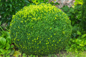 Products: Buxus Sempervirens (Box Hedge) 0.9L