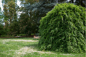 Products: Fagus Sylvatica (English Beech) 6L