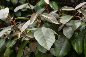 Products: Elaeagnus Ebbingei 2.5L