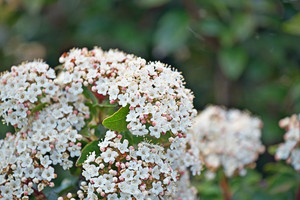 Products: Viburnum Tinus 2.5L