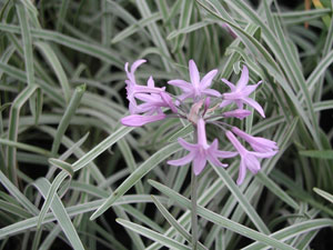 Tulbaghia violacea - Bedding Plants