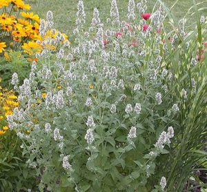 Products: Nepeta catarica/Catnip - Humhiss Essentials
