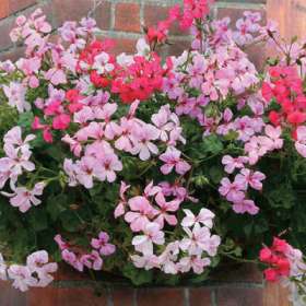 Products: Pelagonium peltatum - Bedding Plants