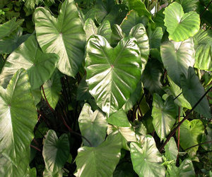 Black Taro - Aracea sp. - Bog Plants