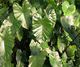 Black Taro - Aracea sp. - Bog Plants