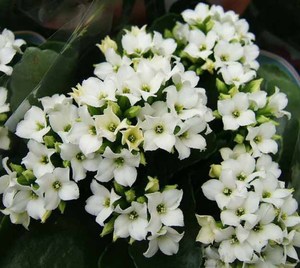Products: Kalanchoe blossfeldiana - Succulent and Cacti