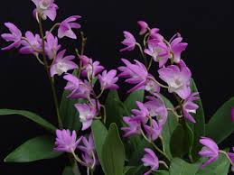 Dendrobium kingianum - Subtropicals