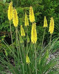 Kniphofia/Hot Poker Plant - Tall yellow Poker - Perennials
