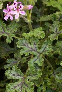 Pelargonium 'Village Hill Oak' - Bedding Plants