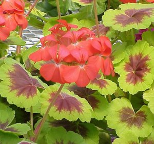 Pelargonium x hortorum 'Indian Dunes' - Bedding Plants