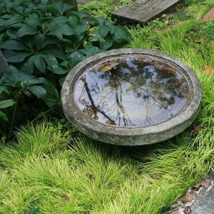 Acorus gramineus Mini Green - Groundcovers
