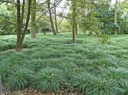 Ophiopogon japonicus - Groundcovers