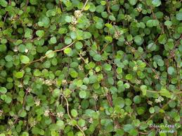 Muehlenbeckia complexa PB 5 A - Groundcovers