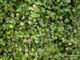 Muehlenbeckia complexa PB 5 A - Groundcovers