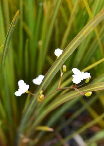 Libertia ixioides - Groundcovers