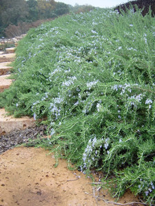Products: Rosmarinus prostrata - Groundcovers