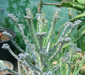 Products: Bryophyllum tubiflorum - Succulent and Cacti