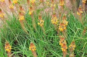 Bulbine fructescens - Groundcovers