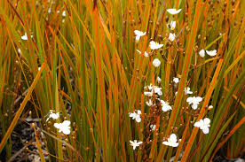 Libertia peregrinans - Groundcovers