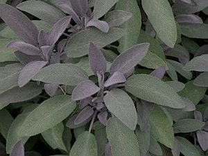 Products: Salvia officinalis 'Purpurea' - Herbs and Veges