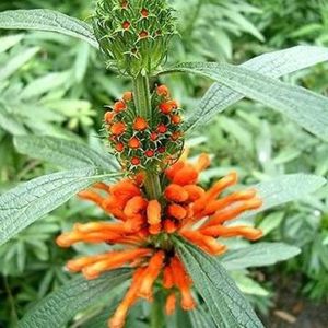 Leonotis Leonurus (Lions Tail) 1.5L - Perennials