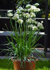 Garlic Chives - Top Level