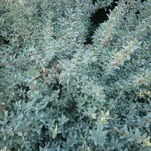 Pimelea prostrata - Blue peter - Groundcovers