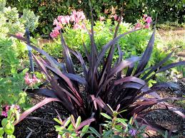 Phormium 'Dark Delight' - Natives