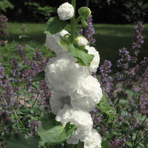 Hollyhocks - Double White Alcea Rosea - Seeds
