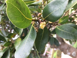 Products: Bay Tree - Top Level