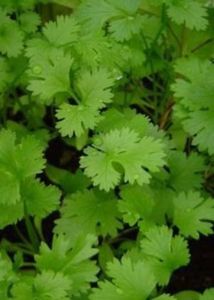 Products: Corriander - Top Level