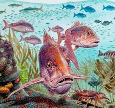 Puzzles: New Zealand Snapper Puzzle - Southern Skies