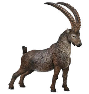 Alpine Ibex - Collecta