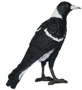 Magpie - small