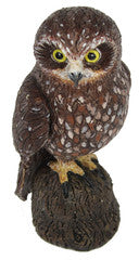 Morepork Owl