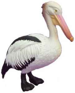 Pelican - small
