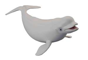 Figures Sea Creatures: Beluga Whale - Collecta