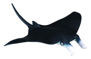 Figures Sea Creatures: Manta Ray - Collecta