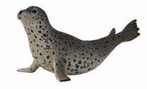 Spotted Seal - Collecta