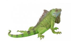 Iguana - Collecta