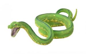 Large Green Tree Python - Collecta