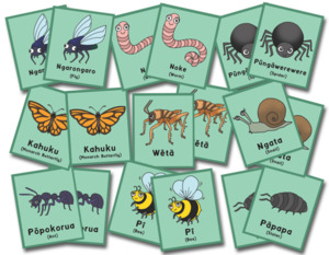 Games Maori: Bugs of Aotearoa Memory Game - Teacher Talk