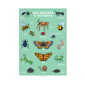 Ngā ngārara o Aotearoa (Bugs) A3 Poster - Teacher Talk