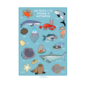 Kei roto I te moana o Aotearoa (Sea Life) A3 Poster - Teacher Talk