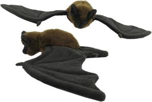 New Zealand Hand: Long Tailed Bat - Antics