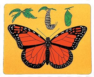 Sequencing: Monarch Butterfly Lifecycle Flat Wood
